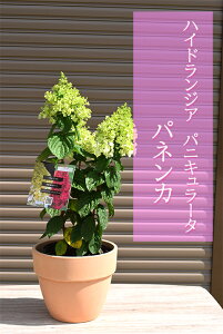 2025N7蔭mEcM@ĂAnChWA pjL[^ plJ@2024N7BeĂ܂eRb^Ћ؂nChWApjL[^pl