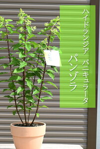 mEcM@ĂAnChWA pjL[^ p]2022N7BeĂ܂eRb^mEcMnChWApjL[^p]Ă