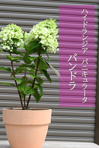 mEcM@ĂAnChWA pjL[^ ph2022N7BeĂ܂eRb^mEcMnChWApjL[^phĂ 