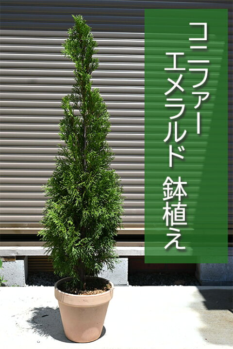 楽天市場】人気のある鉢植えコニファークリスマスツリーにエメラルド 