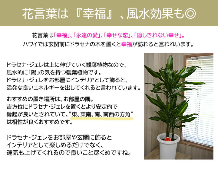 楽天市場 お部屋のリビングには幸福の木ドラセナ ジェレ鉢入りドラセナ 観葉植物珍しい観葉植物幸福風水縁起の良い木 園芸百貨店何でも揃うこぼんさい
