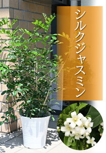 ジャスミン 鉢 生花の人気商品 通販 価格比較 価格 Com