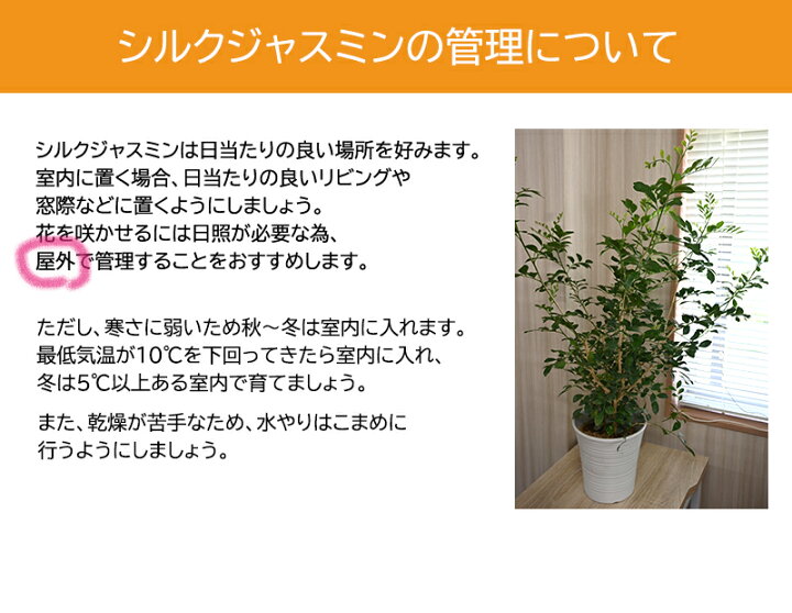楽天市場 ２０２２年８月5日撮影シルクジャスミン 陶器鉢入り月橘 げっきつ 観葉植物オレンジジャスミン恋愛運風水結婚祝い贈り物にもおすすめです 園芸百貨店何でも揃うこぼんさい