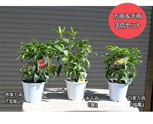 縁起の良い樹2025年1月頃まで実付き縁起の良い樹万両苗と千両苗 3種セット大実万両苗「宝船」赤千両苗白実万両苗「福鳳」縁起物紅白寄せ植え現在11月から12月頃のお届けは実がついていま