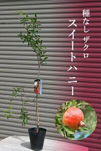2025N4蔭Ξ֕cUNc@XC[gnj[@1Nڂؕc킲ƐHׂ邴VeNʎc