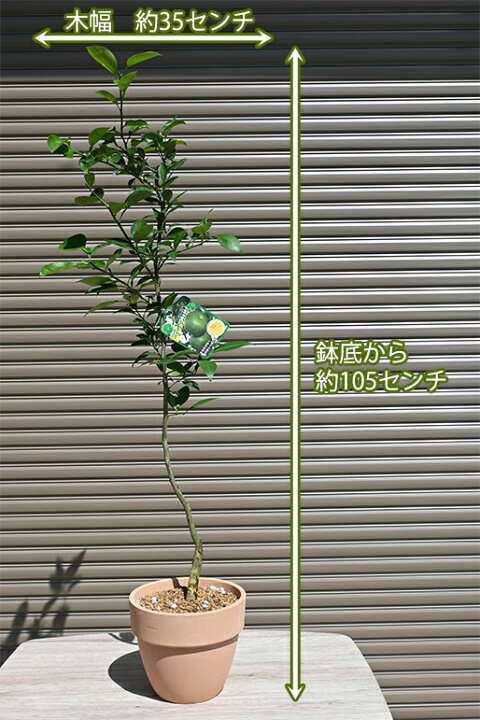 とみみん様おまとめ品 キレイ 平兵衛酢 苗 2鉢