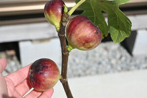 HׂC`WNC`WN@h[tBAeRb^薳ԉʂNȂ܂