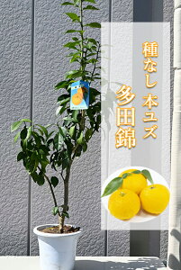 苗 多田錦の人気商品 通販 価格比較 価格 Com