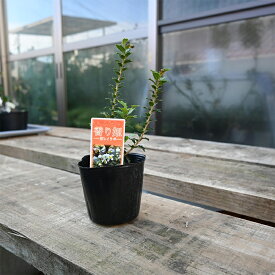 香りがたのしめる柊です姫ヒイラギ　苗香り姫柊柊苗