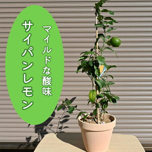 2025NHׂ郌nAŊy߂܂ʎATCp@eRb^芹kޟEG