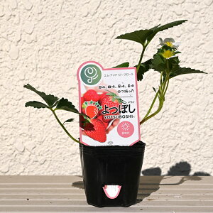 2025N͈Ăyݎl䕕c c ڂ C`S 