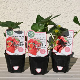 ベランダ栽培チャレンジいちごを育てようイチゴ苗3苗 よつぼし本セット いちご よつぼし苺苗木