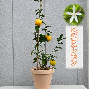 2025N̊JԌ̂Ȃ郌v[gɎny݂ɈĂEG@ƂŎnVNAŊy߂܂ʎAkޟEGł܂Iv[gɂ