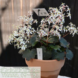 ͂͊JԏIĂ܂ TLVtKE_VOsNV[ uTHARAv T[ _CW\E 啶 fĂ