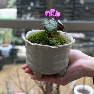 2025N2ɊJ VNA RE ԉԌn Vo[[t  VN@킢TCỸ~jVN