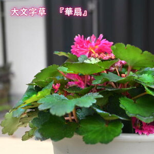 NEW 2024N10 啶 ؐ c _CW\E R쑐 h