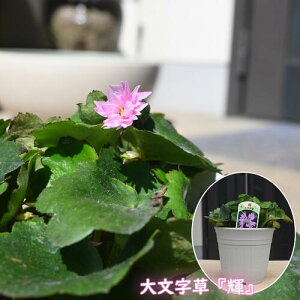 NEW 2024N10 啶 P c _CW\E R쑐 h