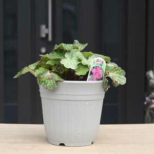 NEW 2024N10 啶 т̕ c _CW\E R쑐 h