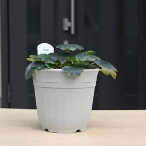 NEW 2024N10 啶 P̑c _CW\E R쑐 h