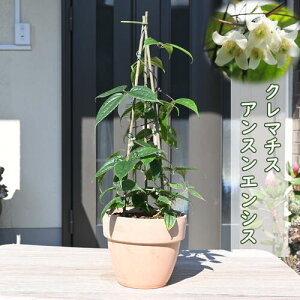 12月〜1月頃に開花 クレマチス 冬咲き アンスンエンシス 鉢植え コンナータ系  ユンナンエンシス ウインター・ベル テラコッタ鉢入り