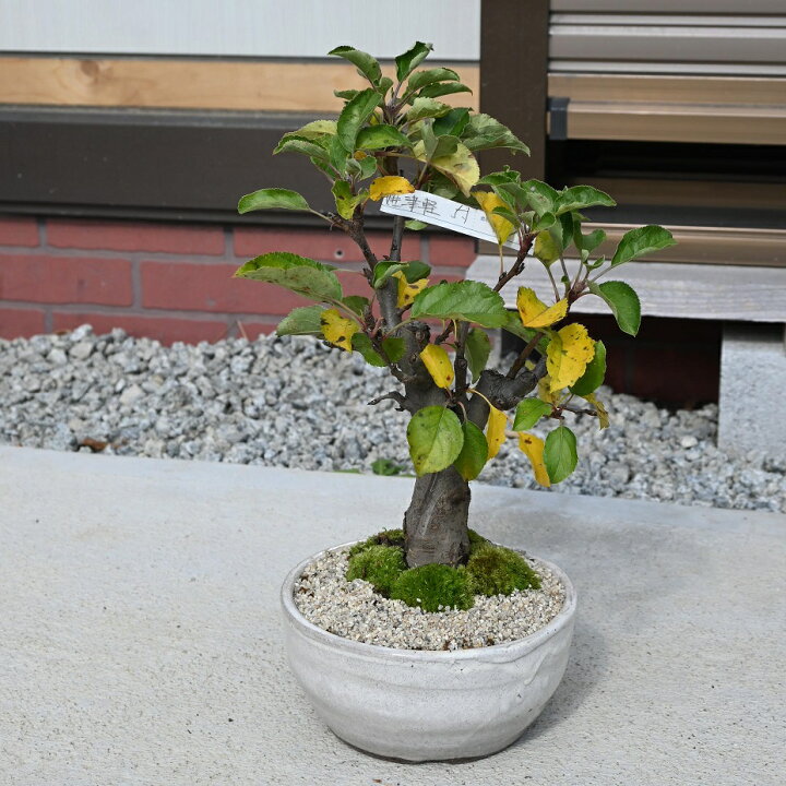 楽天市場】姫津軽りんご盆栽 鉢植えぼんさい ギフト 盆栽ミニ盆栽 6月 