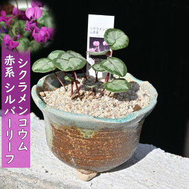 2024年開花 シクラメン鉢植え コウム 赤花系 シルバーリーフ 鉢花 原種シクラメン　かわいいサイズのミニシクラメン
