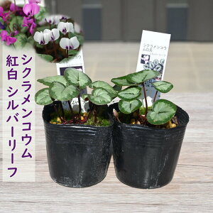 2025N2~jVN RE c gZbg Vo[[t 7.5Z`|bg VN