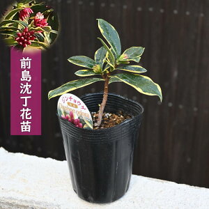 2026NԂy߂܂O c ԏc O@Ԃ̍@R̍@O十؁@J[[t