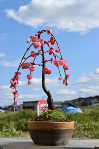 v[g̔Ԃ2025N3YȎ}~yނ~~͔d̃sNFƁ@̑蕨~j~~́@d~~͂Ȃ݂ɊCOł@BONSAI {TCƌ