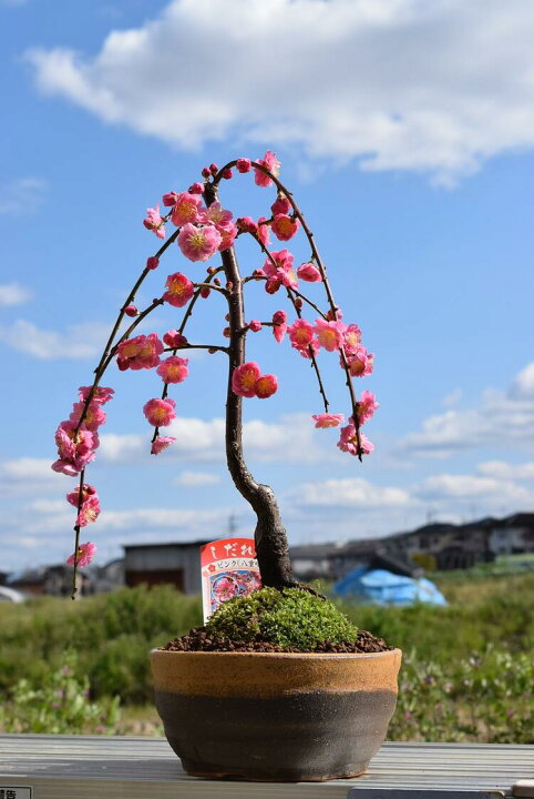 楽天市場】プレゼントの鉢花に2026年3月に綺麗な枝垂れ梅香りを楽しむ 