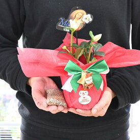 白のクリスマスローズクリスマスローズ2023年12月から翌年1月頃開花純白のクリスマスローズ開花株を贈り物【クリスマスプレゼント】クリスマスローズ開花ニゲルお祝い花鉢　クリスマスローズ肥料付き