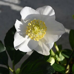 NX}X[YJԊƂȂ܂2024N12肨͂܂B~ɍ炭ԁyNX}X[Yς5ZbgzNX}X[Y@@jQF1}ANX}X[Ŷ