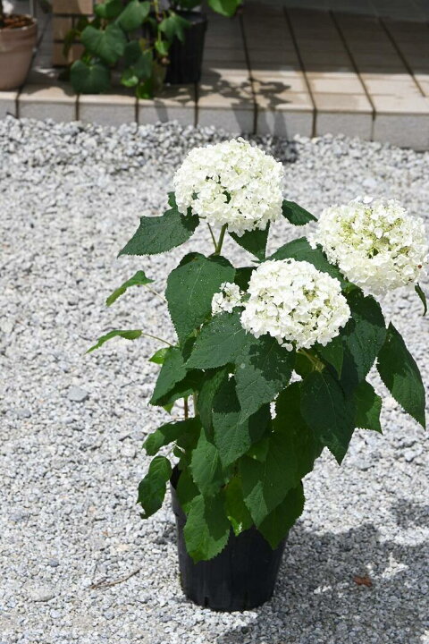 楽天市場 23年６月開花のアナベルアジサイアジサイ 白紫陽花アナベル苗 7月以降のお届けは 開花が終了しており 剪定後の状態です 園芸百貨店何でも揃うこぼんさい