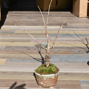 ߂炵@̍~͂ƂȂ܂B~͌߉~͐My ~͊COł@BONSAI {TCƌ܂B@