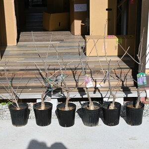 2026NJԌݕc؂  6 ړ WRE  d g g AEnAłĂ鎖ł铡ł