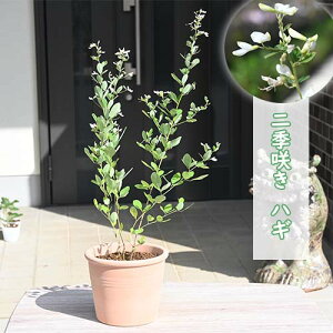 AjLULnM G炫 ͂H̎̉10{ȍ~͊JԂIĂ܂