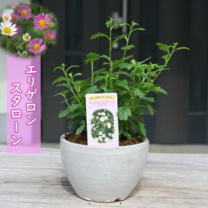 2023NNEW GQ X^[ e N h