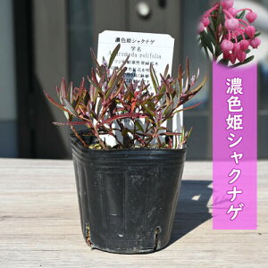 ZFPVNiQ c PΓ qVNiQ |bgc R쑐