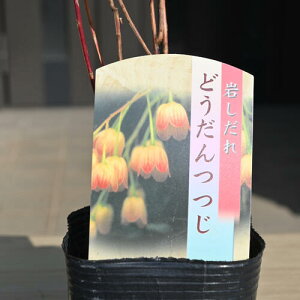 �h�E�_���c�c�W �₵���� �|�b�g�c�C���V�_�� �X�уh�E�_�� ���炳�ǂ�����