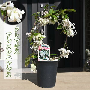 2025年2月〜3月に開花のクレマチス アンスンエンシス プラ鉢入り 天使のすず 冬咲き コンナータ系ウインター・ベル アーチ型