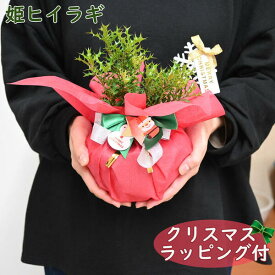クリスマス 贈り物 姫ヒイラギ 鉢植え ヒメヒイラギ 盆栽 クリスマスラッピング付き　かわいい贈り物柊盆栽