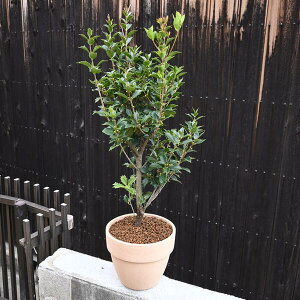 2025N͎pv[gɑ蕨 ̃IjqCM A eRb^ qCM ANÃIjqCMiЂ炬j@Ύ