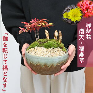 VN̂jNEW~ 2025Nĵ 蕨 Vƕ 񂹐A ~ ie Nǂ V  ANNn̑蕨N̗ǂ~͂ł蕨