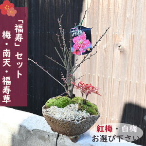 NeW~ 2025Nĵ 蕨 ~EVE 񂹐A ~ Nǂ ~ V  A