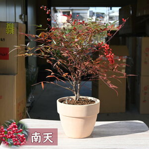 2025年の縁起物鉢植え 南天 赤実 赤南天 テラコッタ鉢入り ナンテン 縁起が良い