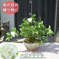 楽天市場】クチナシ 八重の通販