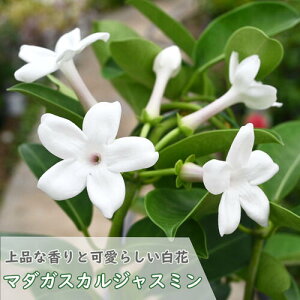 母の日プレゼントに2025年5月〜6月に開花お誕生日プレゼントに鉢花 マダガスカルジャスミン テラコッタ鉢入り 観葉植物 つる性 インテリアグリーン 7月中旬までのお届けはお花が楽しめま