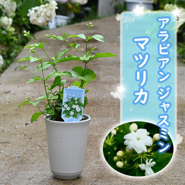 楽天市場】2025年5月初め頃より発送ジャスミン鉢植え2025年7月頃開花 