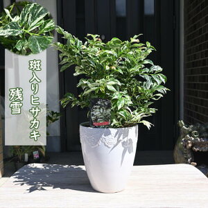 qTJL c A VF[hvc  J[[t P