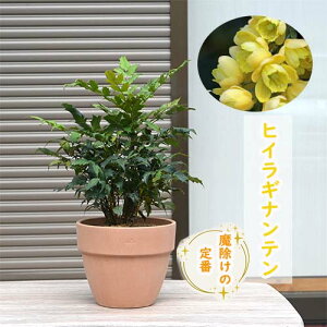 2025N̖AVqCMqCMie@AeRb^薂@Ђ炬@A@ȂĂ@V